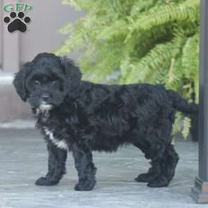 Kelsey – F1b, Cavapoo Puppy